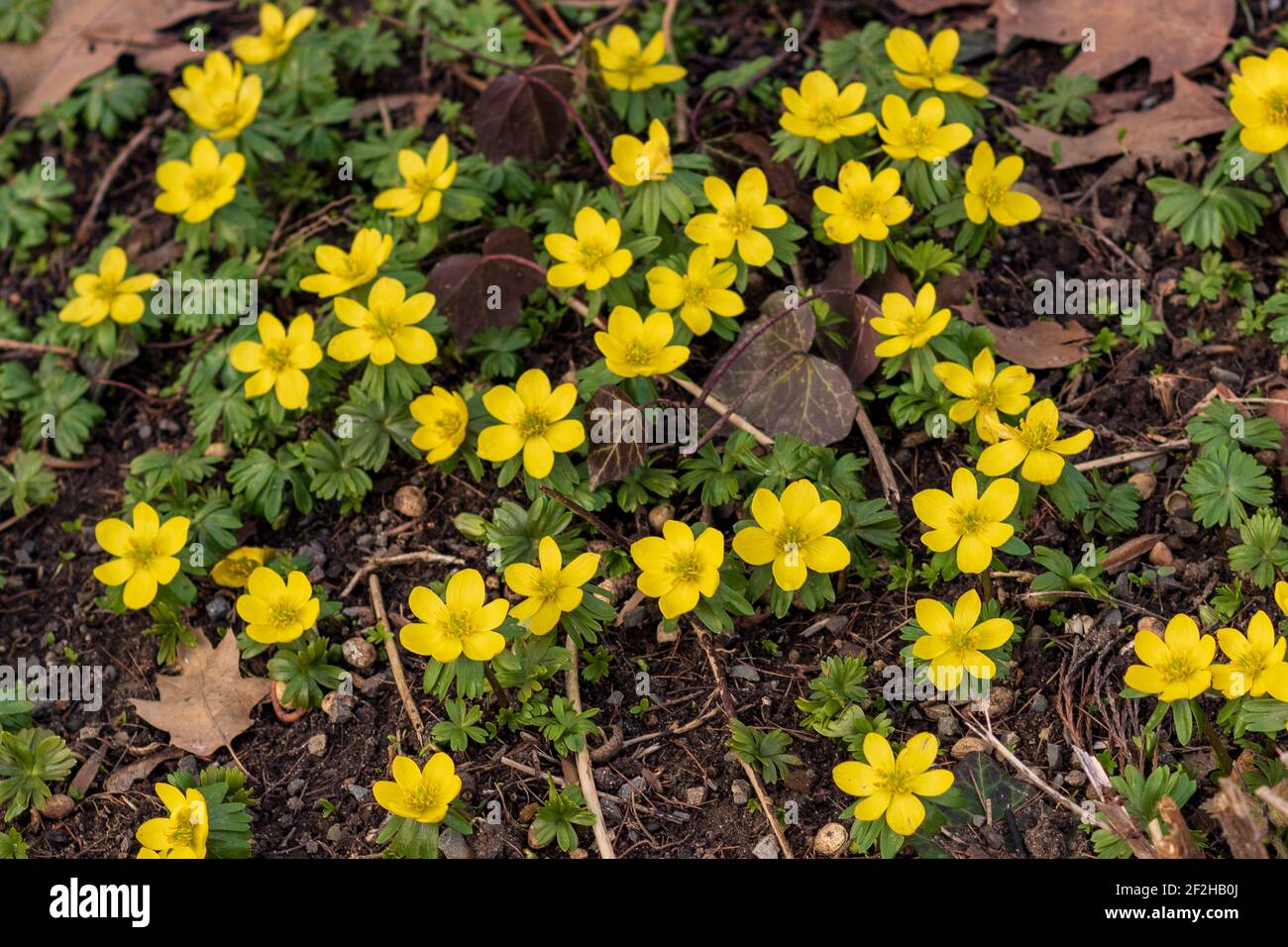 Field of yellow flowering winter aconite flowers (Eranthis hyemalis) in early spring, close up and full frame Stock Photo
