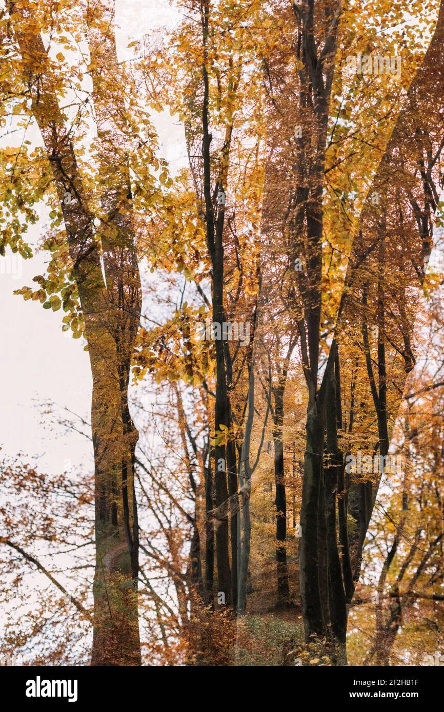 Deciduous forest, fall foliage, double exposure Stock Photo - Alamy