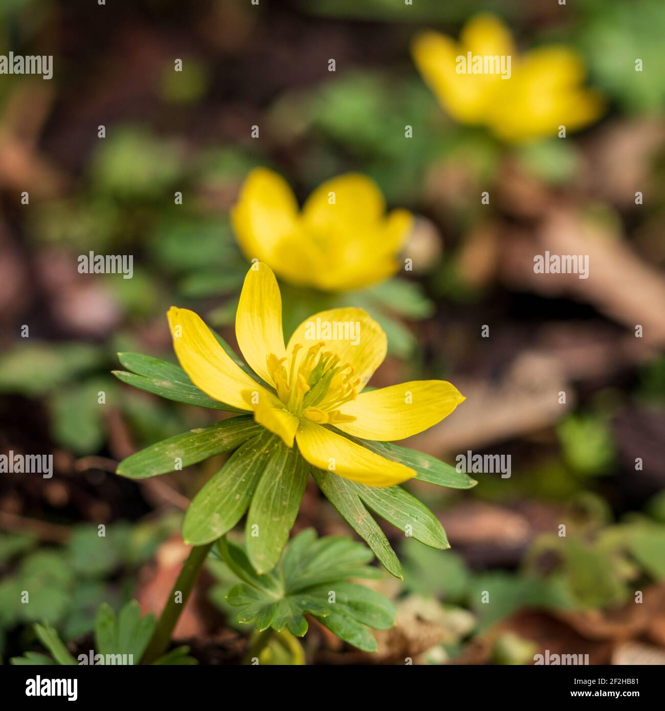 Bright yellow flowering winter aconite (Eranthis hyemalis), close up and selective focus. Early blooming wildflower in winter Stock Photo