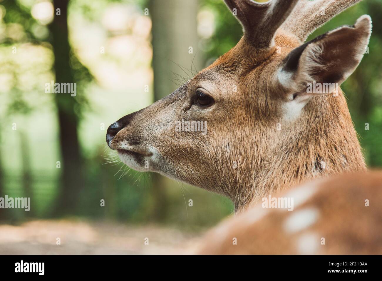 Fallow deer, portrait, detail, Stock Photo
