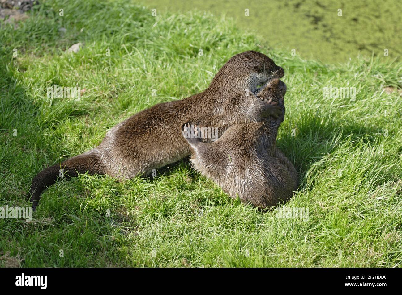 British Otter - Playfighting on RiverbankLutra lutra lutra Otter Trust
