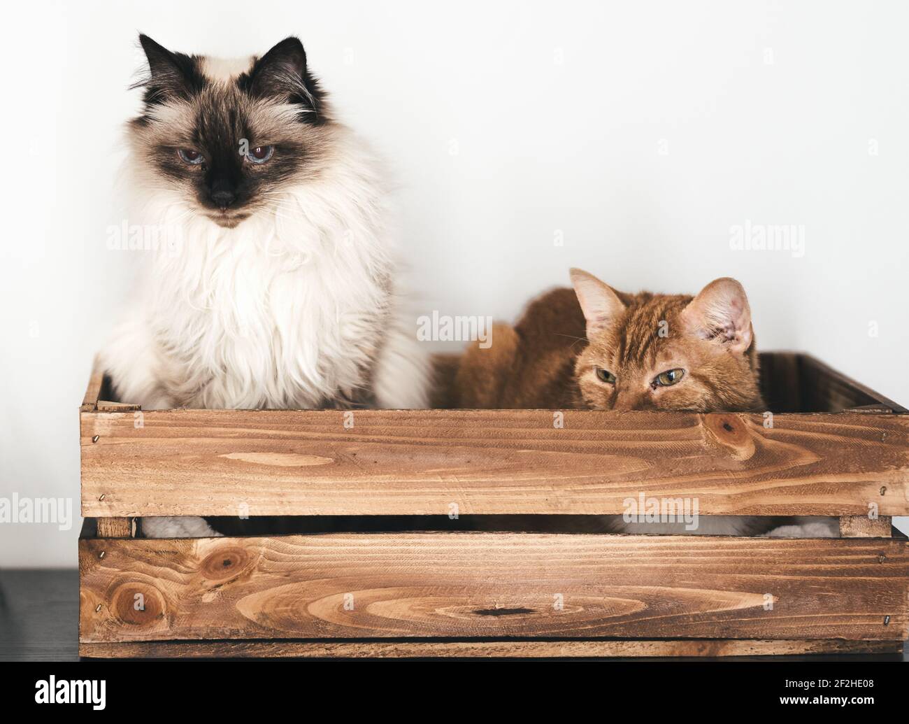 front view of two domestic cats relaxing in wooden box against white wall Stock Photo