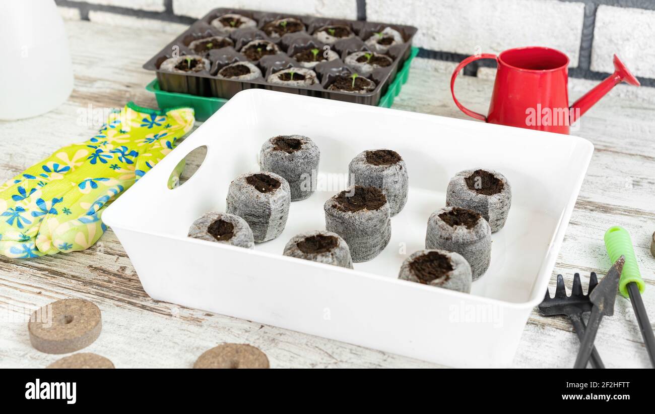 How to use peat pellets for growing seedlings instruction. Step 4