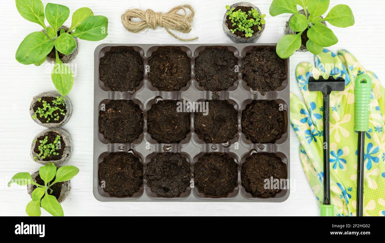 How to use uncoated pressed peat pellets in cell containers instruction