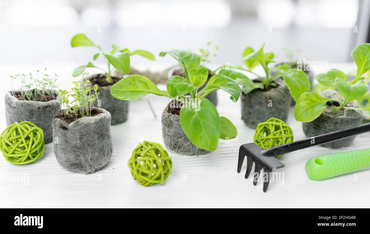 Seedlings of petunias and lobelias in peat pellets on a windowsill. Growing seedlings with peat or coconut tablets in winter and spring indoors. Stock Photo