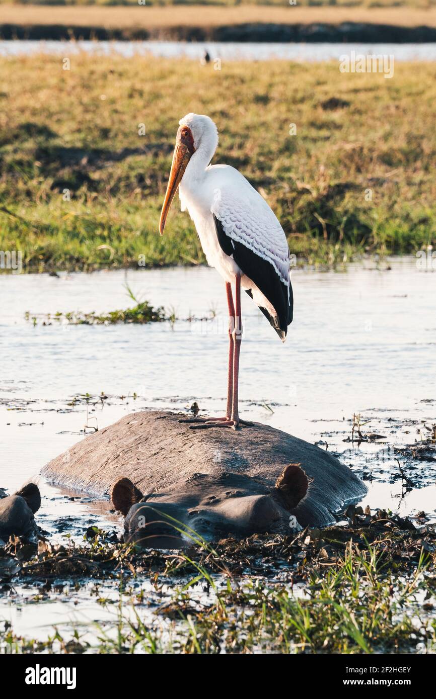 Yellow Billed Stork Mycteria Ibis Standing on a Hippo in Chobe River in Botswana, Africa, Bird Wildlife in an African National Park Stock Photo