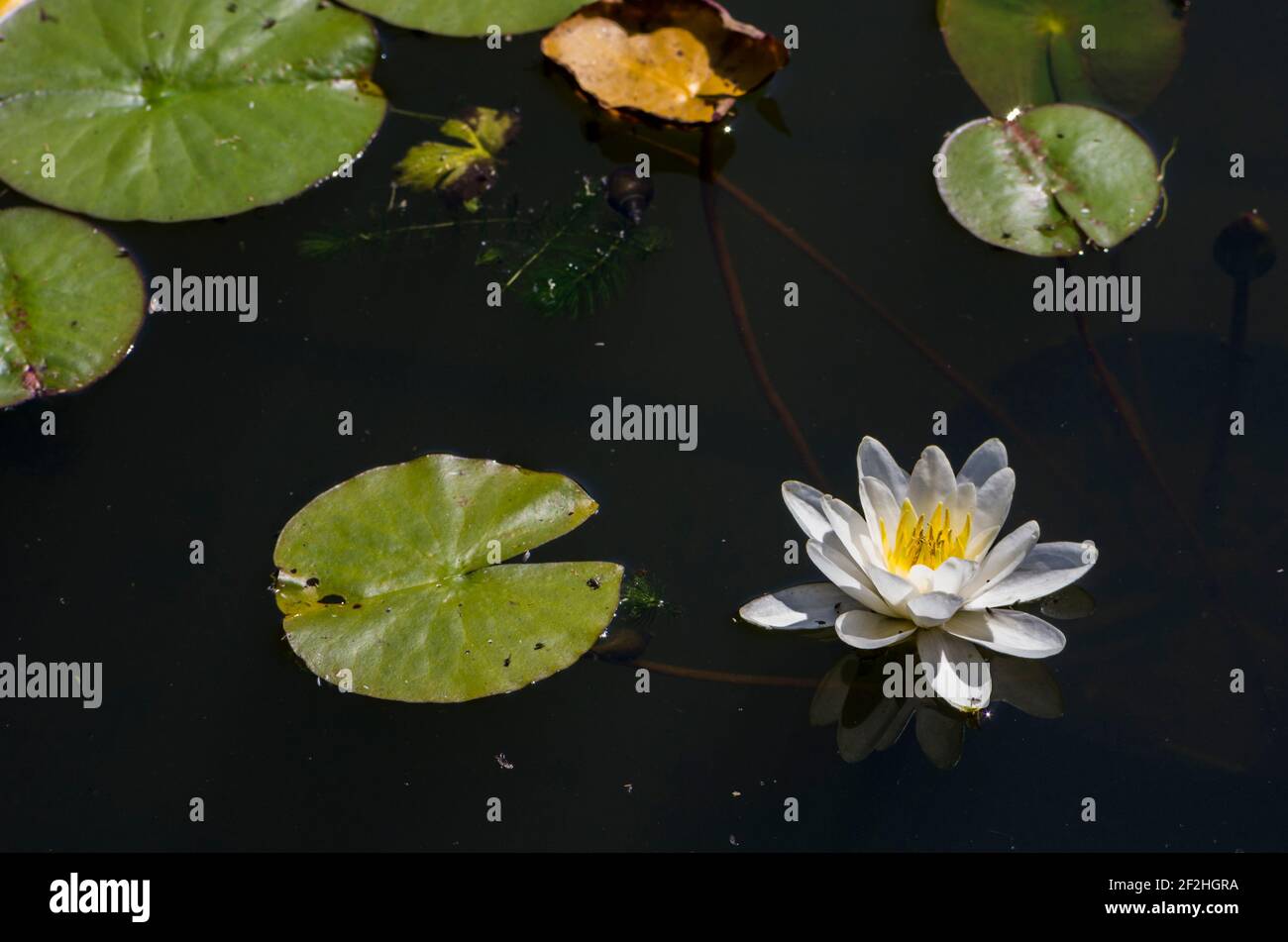 White water lily flower (Nymphaea alba) and leaves in a garden pond, UK Stock Photo