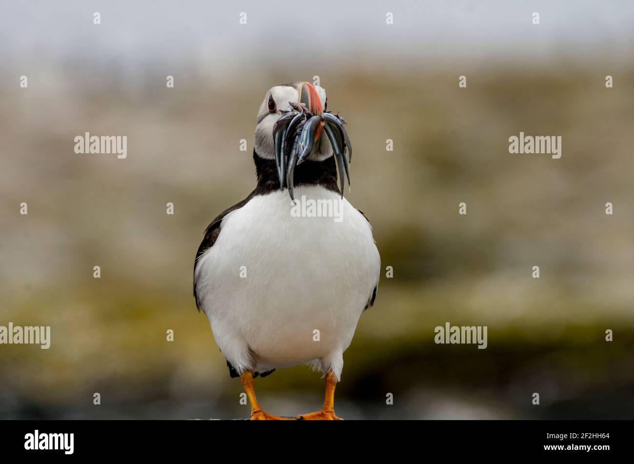 A puffin (Fratercula arctica)  with a beak full of sand eels on the Farne Islands, UK Stock Photo
