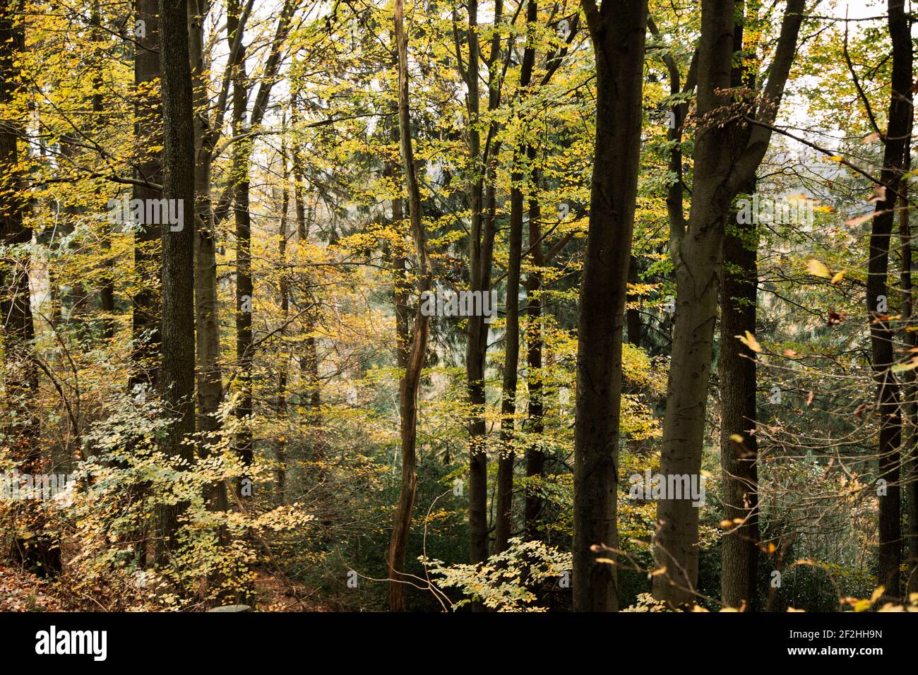 Deciduous forest, fall foliage, double exposure Stock Photo - Alamy