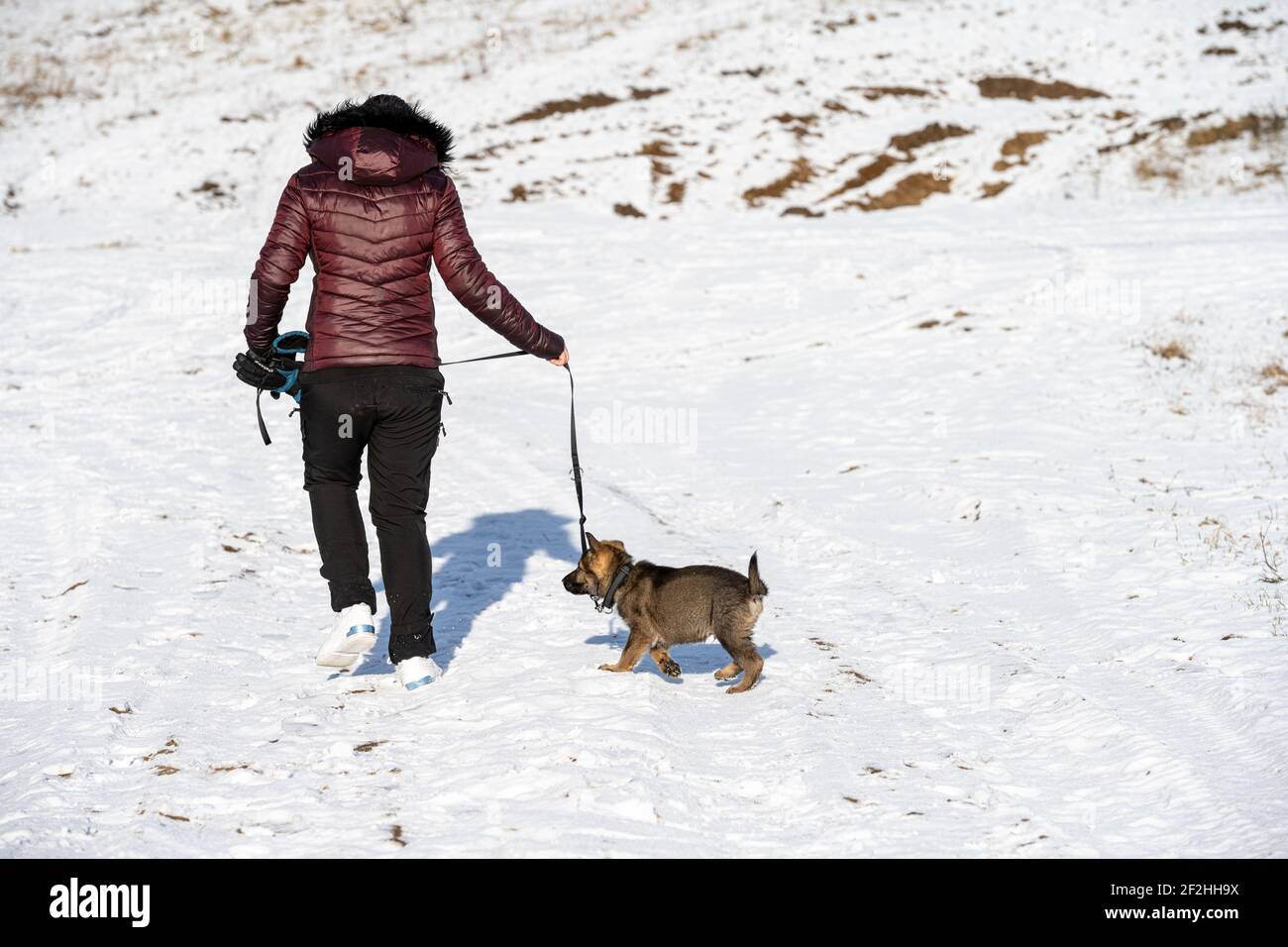 Teen Girl Walking Dog High Resolution Stock Photography and Images - Alamy
