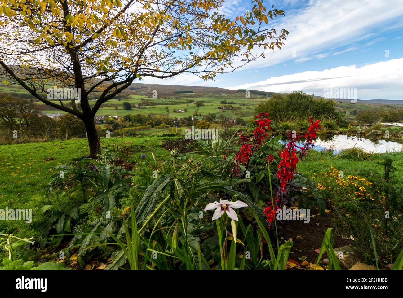 A flower bed with lobelia, a cherry tree, a pond in a country garden in the North Pennines, UK Stock Photo