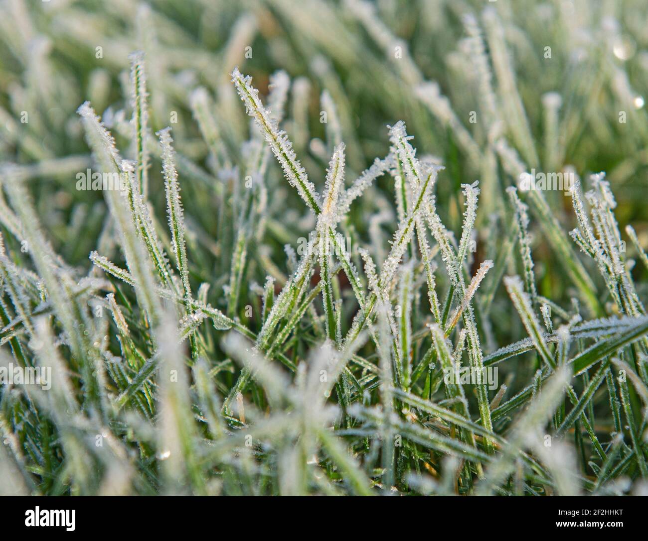 Grass frost hi-res stock photography and images - Alamy
