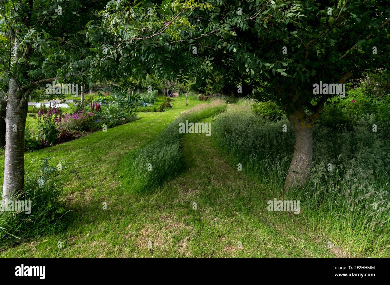 Curve of long grass in lawn between trees in a country garden in the North Pennines, UK Stock Photo