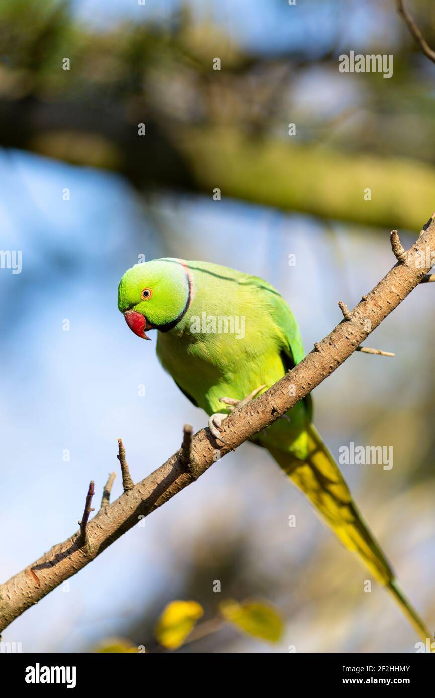 A Ring-Necked Parakeet perched on a diagonal branch in Hyde Park, London Stock Photo