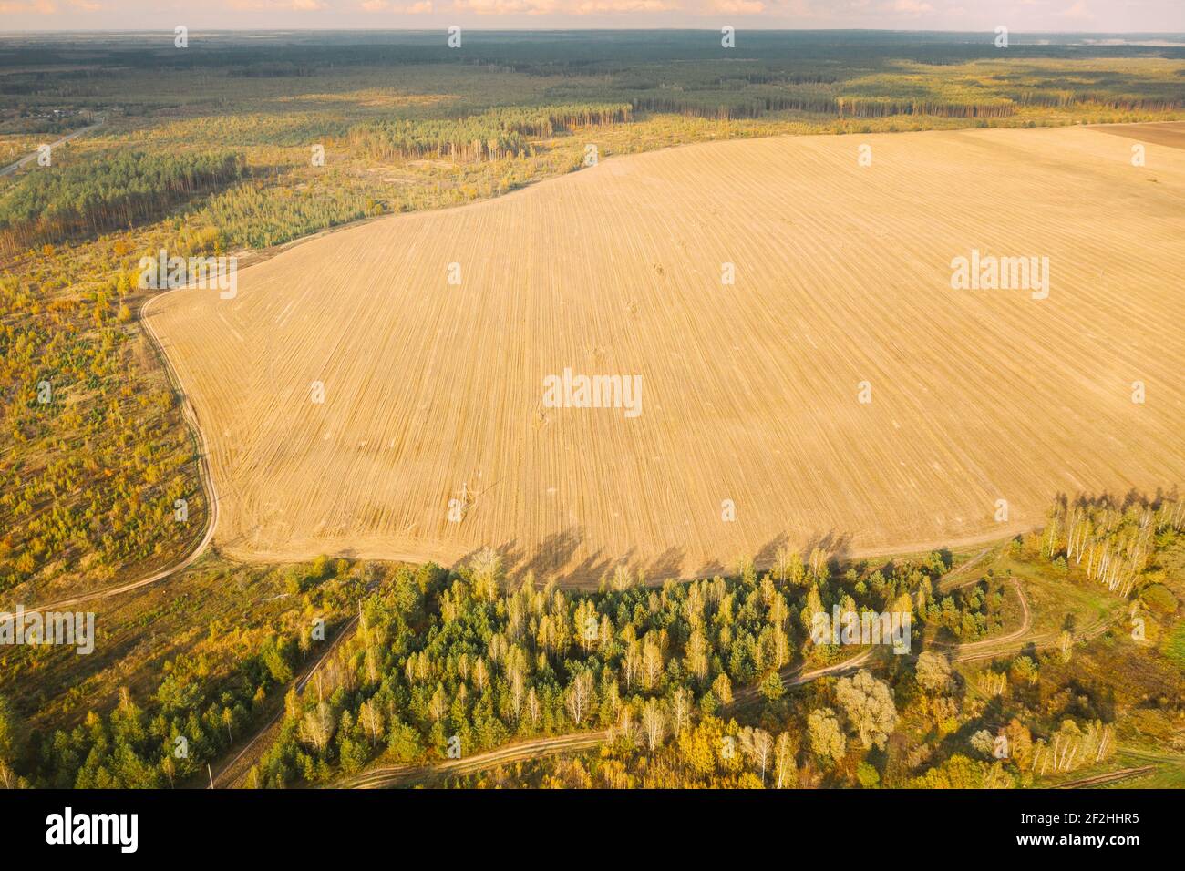 Aerial View Plantation With Young Green Forest Area Near Rural Field Landscape. Top View Of New Young Growing Forest. European Nature From High Stock Photo