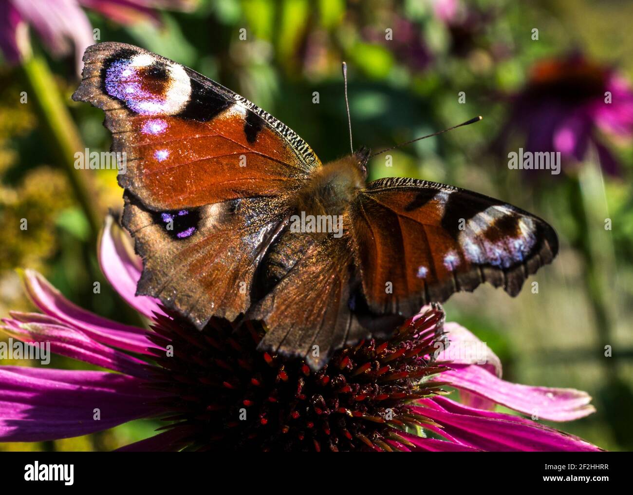 A Peacock butterfly (Aglais io),wings open, from above, on an echinacea flower UK Stock Photo