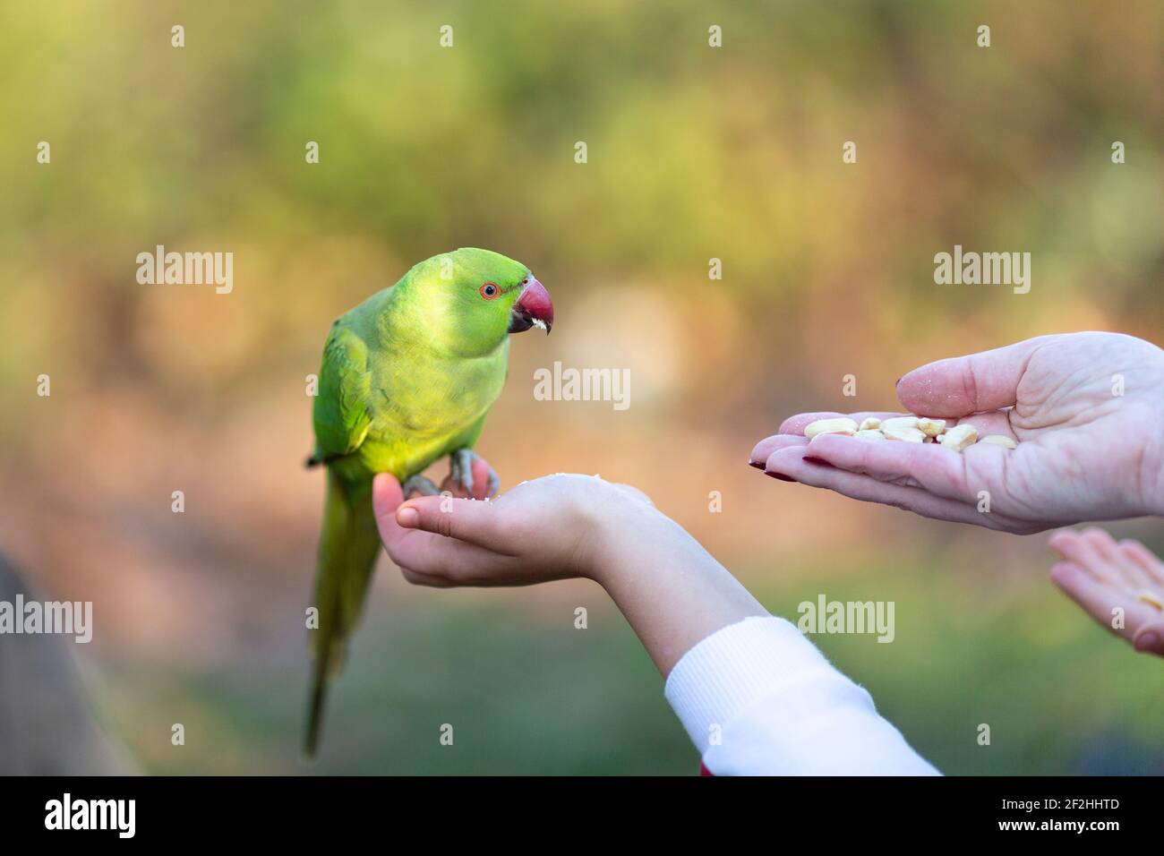 A parakeet feeding on peanuts from outstretched hands, Hyde Park, London Stock Photo