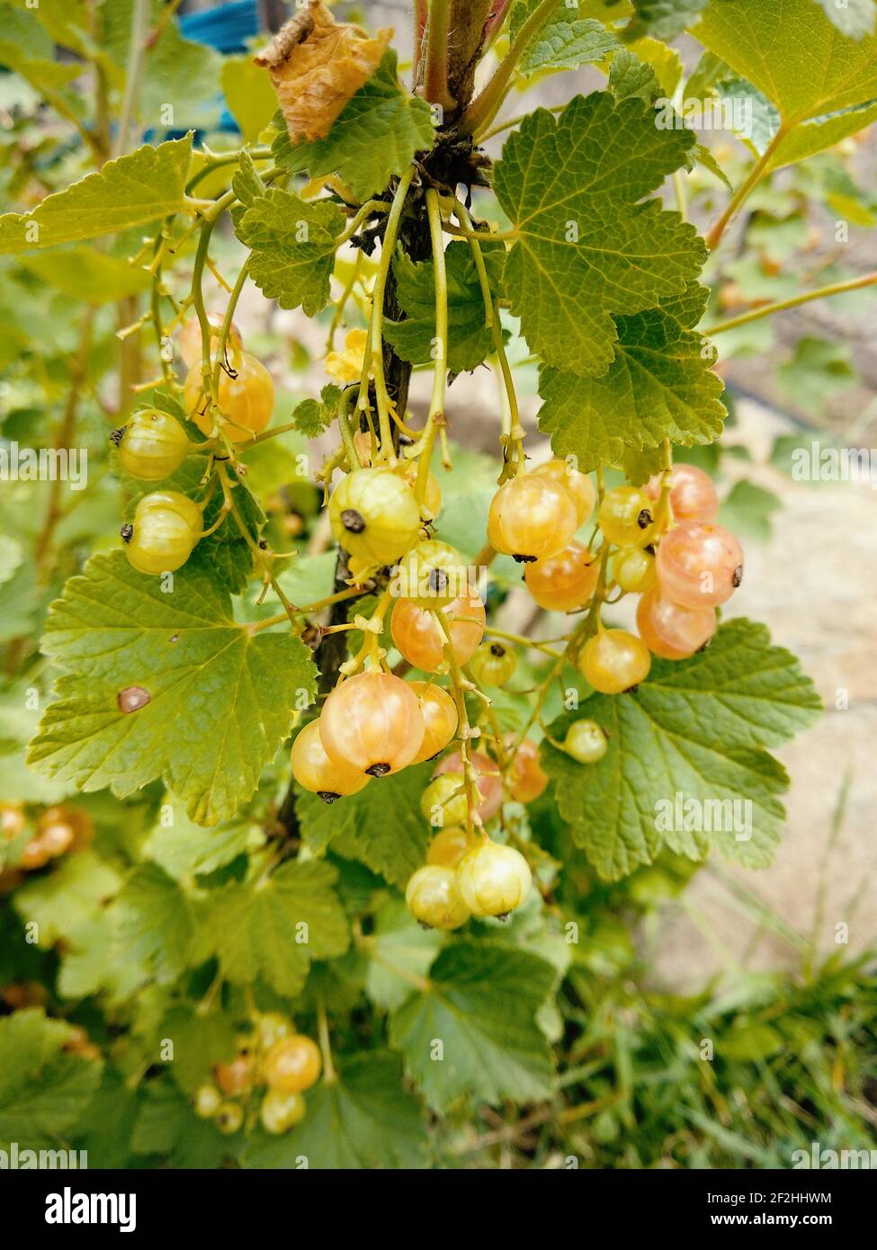 Fresh  natural yellow ribes cluster Stock Photo