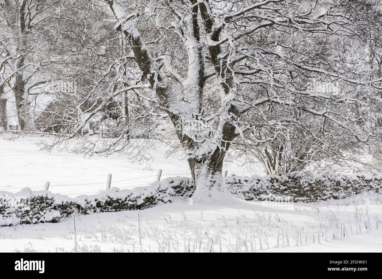 A sycamore (Acer pseudoplatanus) by a dry stone wall covered in snow Weardale, the North Pennines, County Durham, UK Stock Photo