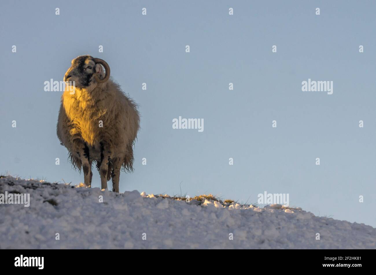 A Swaledale sheep basks in the late afternoon winter sun on a snowy moor in Weardale, the North Pennines, County Durham, UK Stock Photo