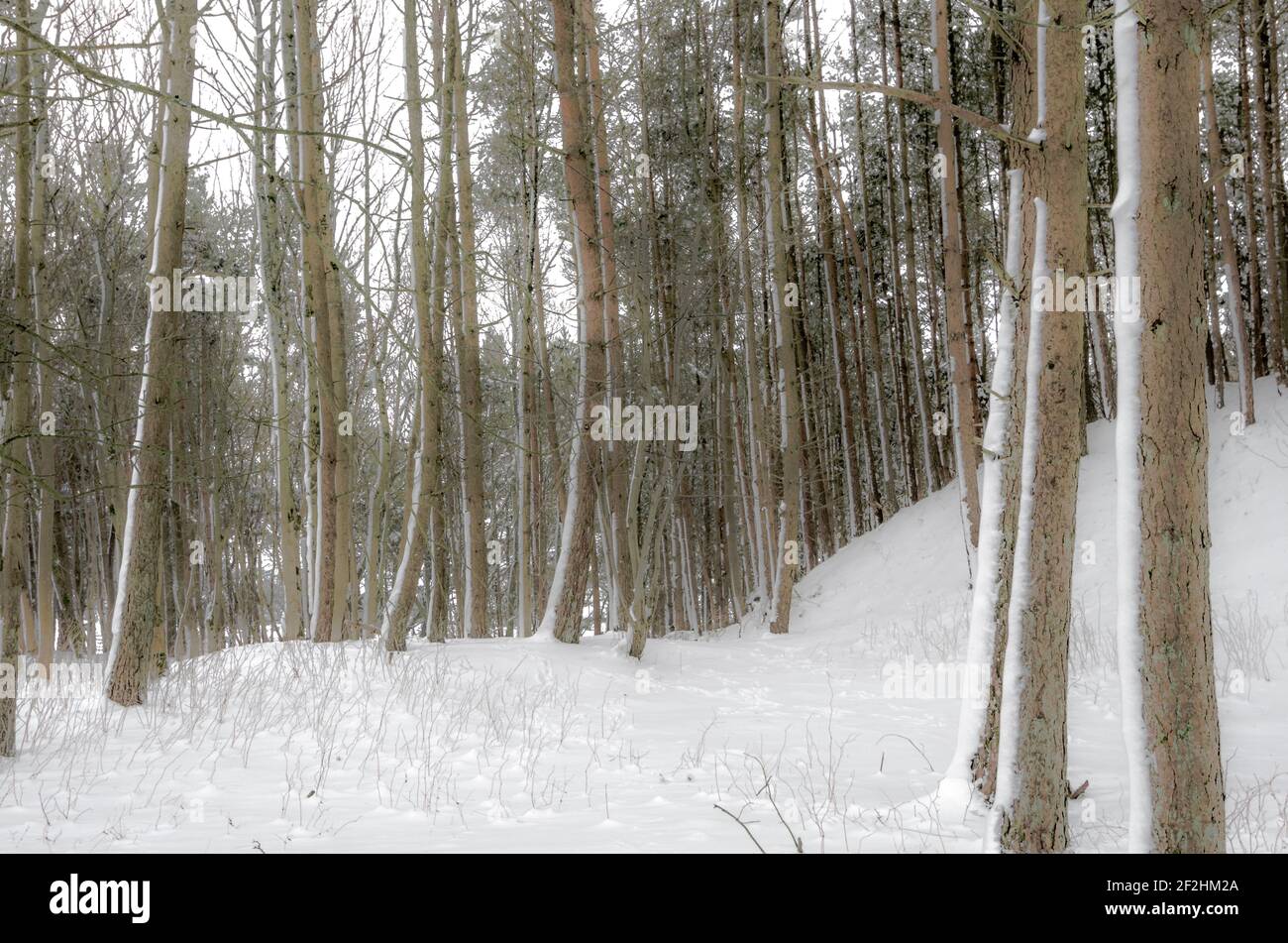 A snowy wood in Weardale, the North Pennines, County Durham, UK Stock Photo