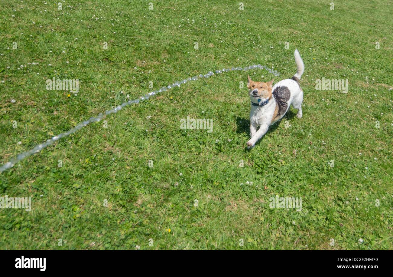 A small wet dog - a Jack Russell / Corgi cross (a Cojack) pulls a funny face as he plays in the jet of water coming from a hose pipe Stock Photo