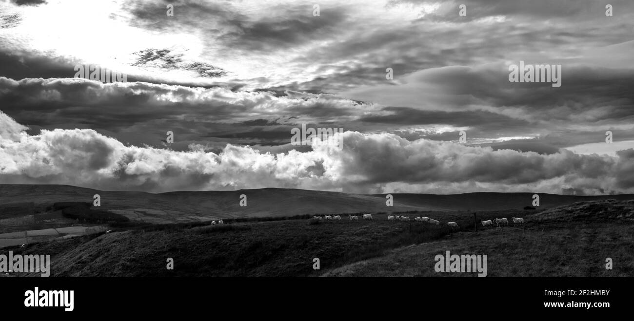 Under cloudy skies, sheep roam open moorland high in the North Pennines, County Durham, Weardale, UK.(B&W) Stock Photo