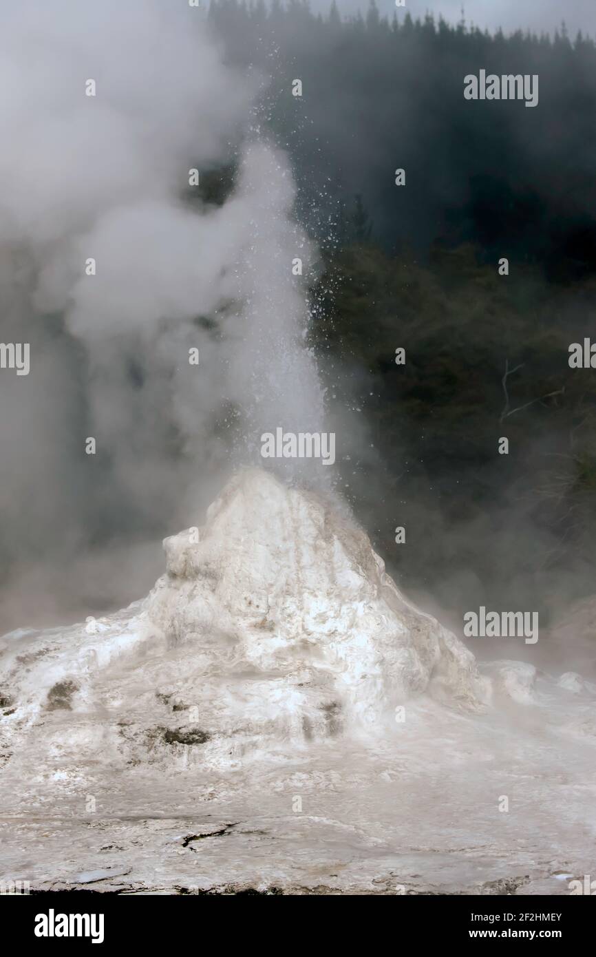 The Lady Knox Geyser erupting, at Waiotapu, an active geothermal area at the southern end of the Okataina Volcanic Centre,  North Island, New Zealand Stock Photo