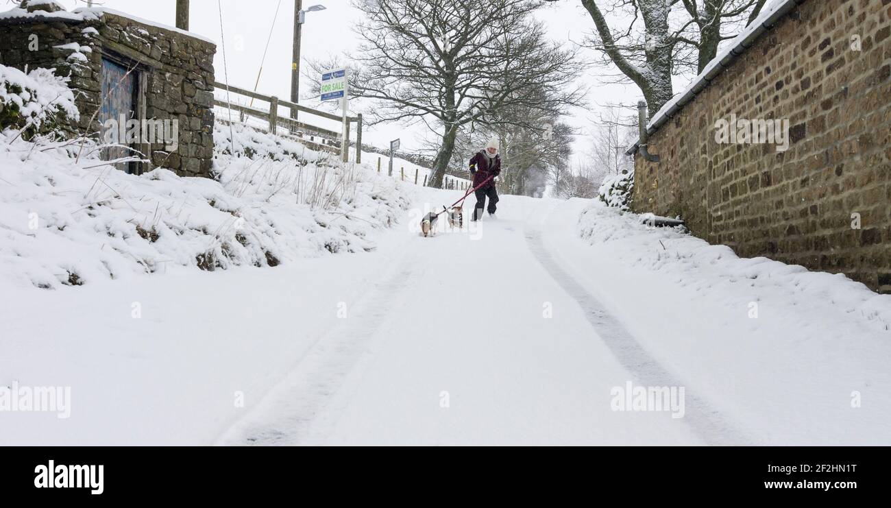 A woman struggles to walk her two small dogs down a steep, snowy country lane in the North Pennines, Weardale, County Durham, UK Stock Photo