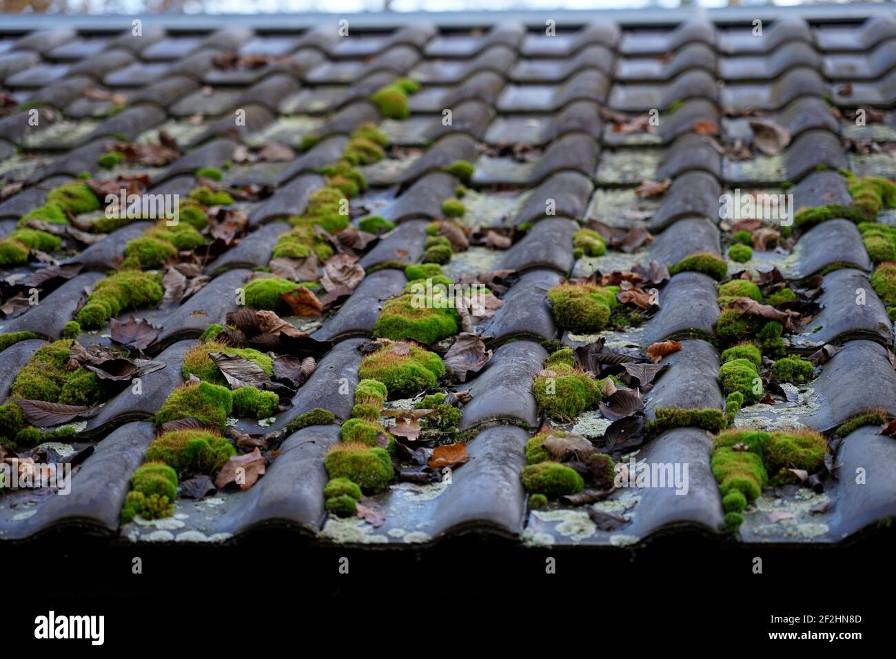 Germany, Bavaria, Upper Bavaria, Altötting, house roof, roof tiles, overgrown with moss Stock Photo