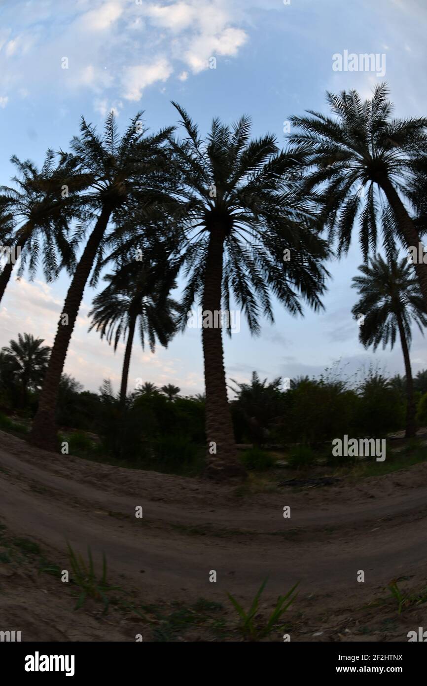 Date palm , tree of the palm family cultivated for its sweet edible