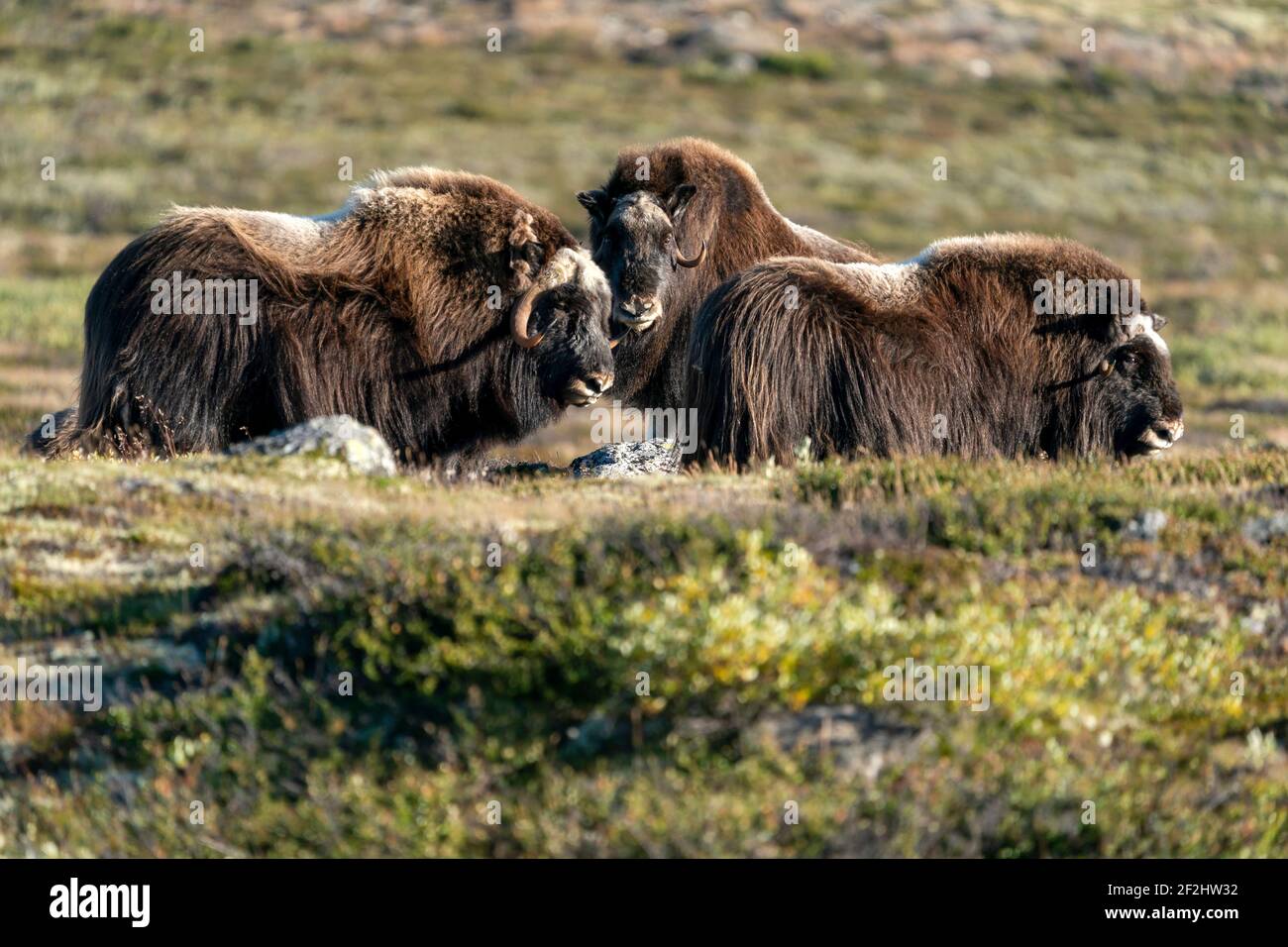 Three musk oxen (Ovibos moschatus), stand on the tundra in Dovrefjell National Park, Norway Stock Photo