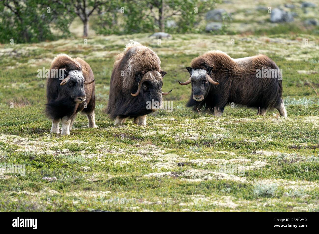 Three musk oxen, (Ovibos moschatus), stand on the tundra in Dovrefjell National Park, Norway Stock Photo
