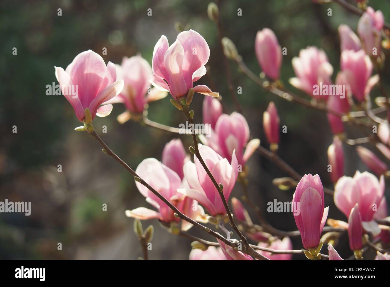 Magnolia soulangeana tree blossom in springtime. Tender pink flowers bathing in sunlight. Stock Photo