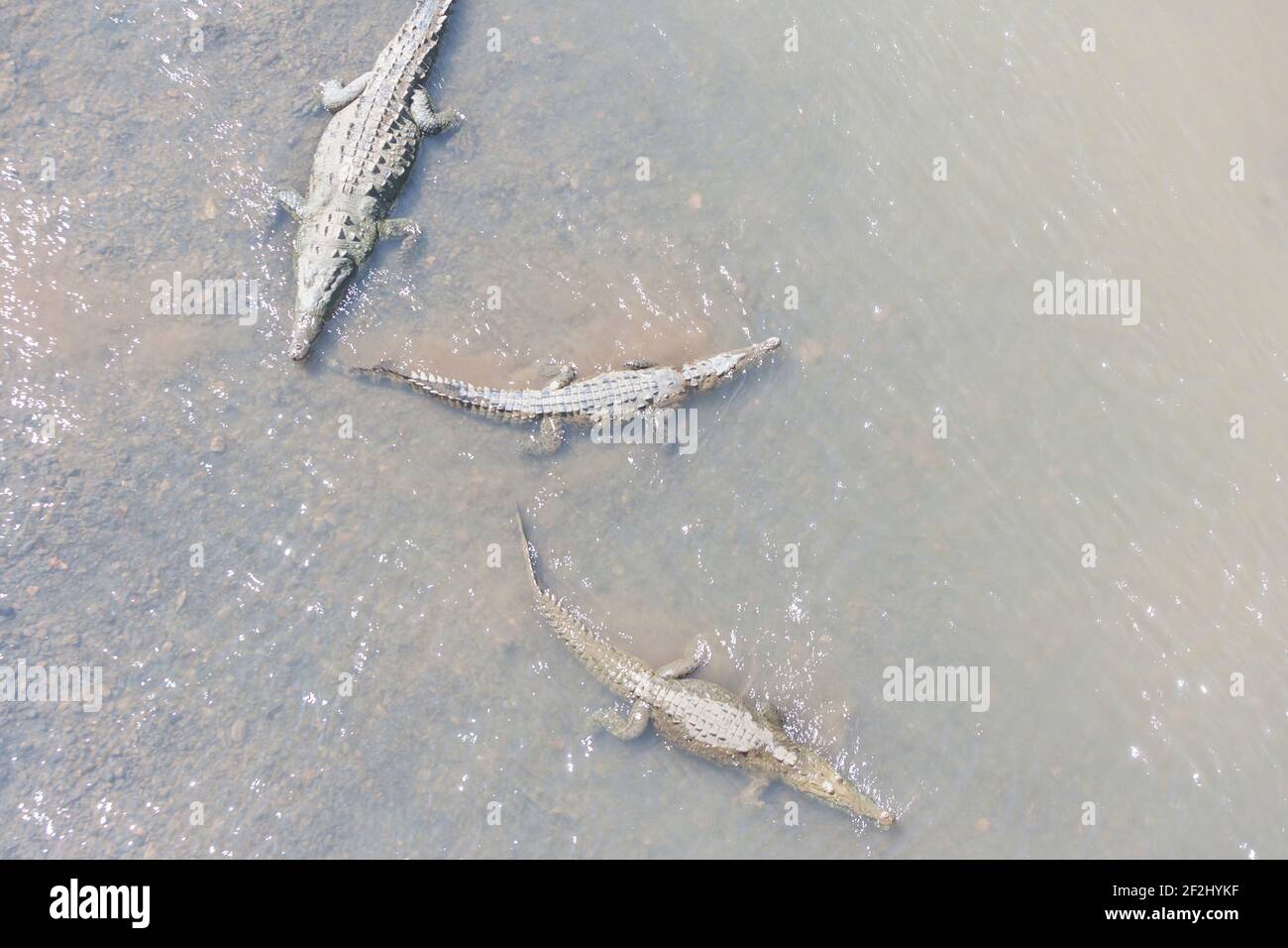 American Crocodiles (Crocodylus acutus) bathing, Tarcoles river, Jaco, Costa Rica Stock Photo