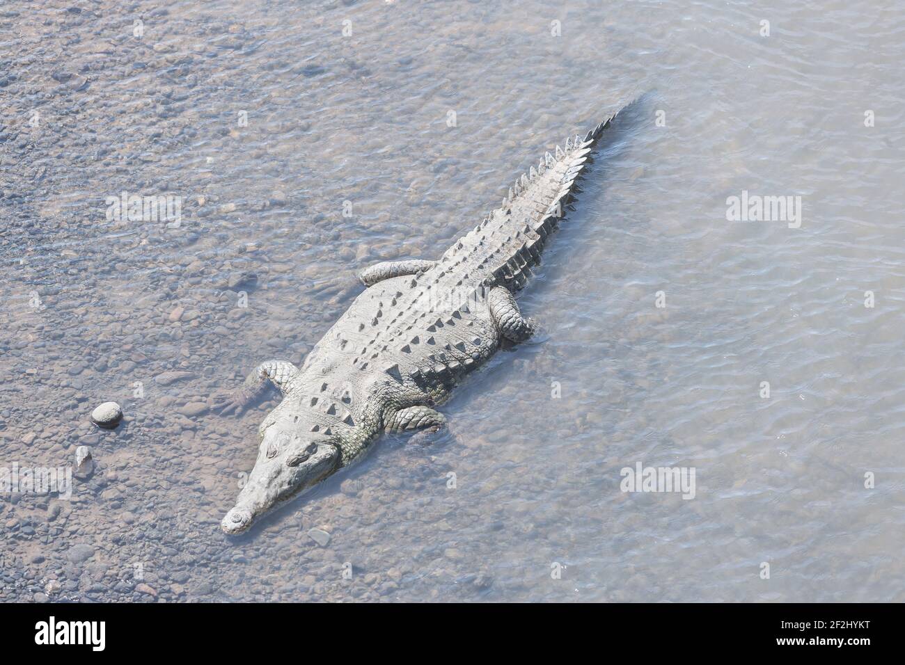 American Crocodile (Crocodylus acutus) bathing, Tarcoles river, Jaco, Costa Rica Stock Photo