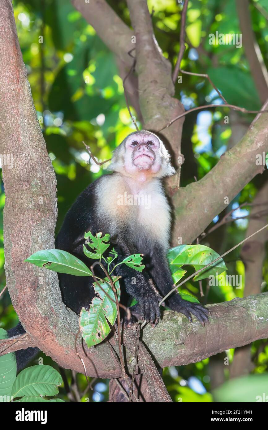 White-faced capuchin monkey (Cebus capucinus) in rainforest, Manuel Antonio National Park, Puntarenas Province, Costa Rica. Stock Photo