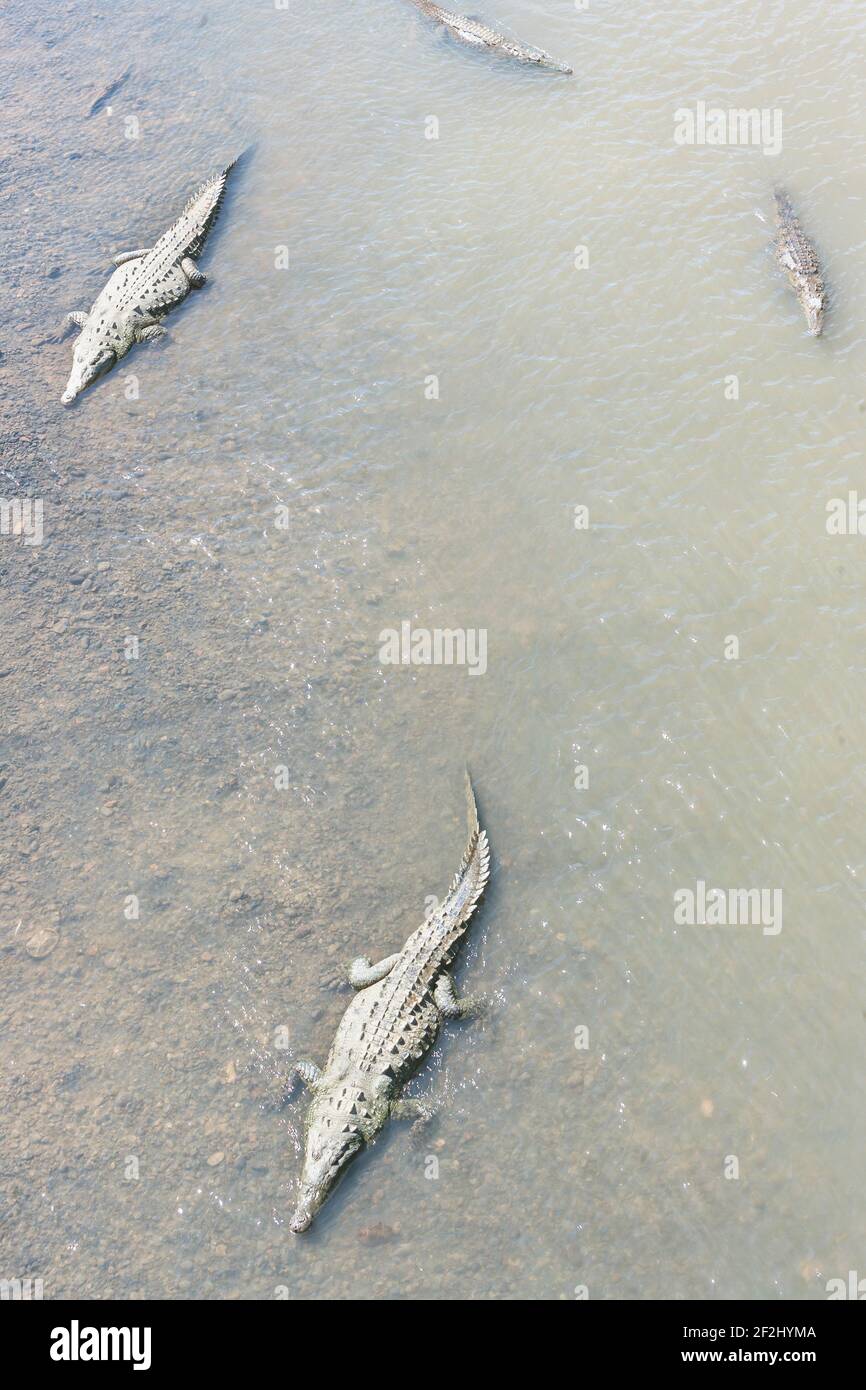 American Crocodiles (Crocodylus acutus) bathing, Tarcoles river, Jaco, Costa Rica Stock Photo