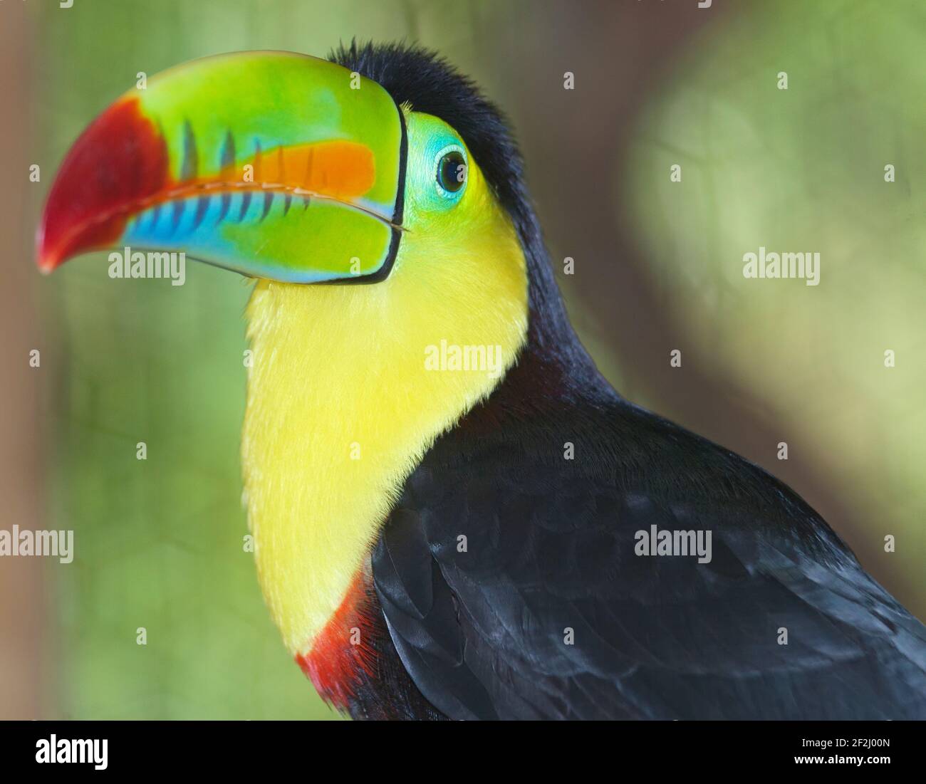 Keel billed toucan perching hi-res stock photography and images - Alamy