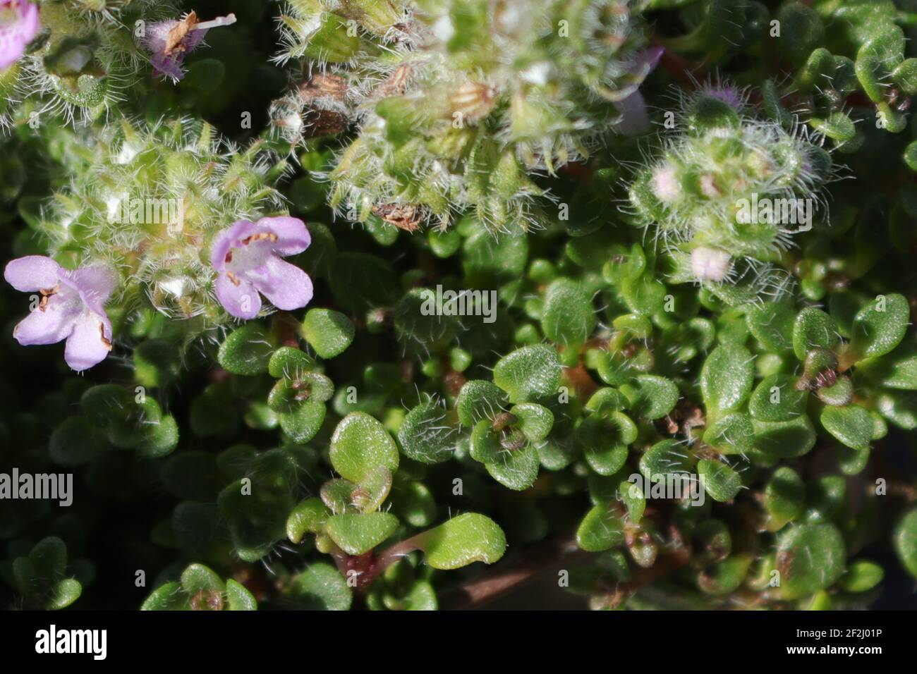 Closeup of elfin minature creeping thyme with flowers Stock Photo Alamy