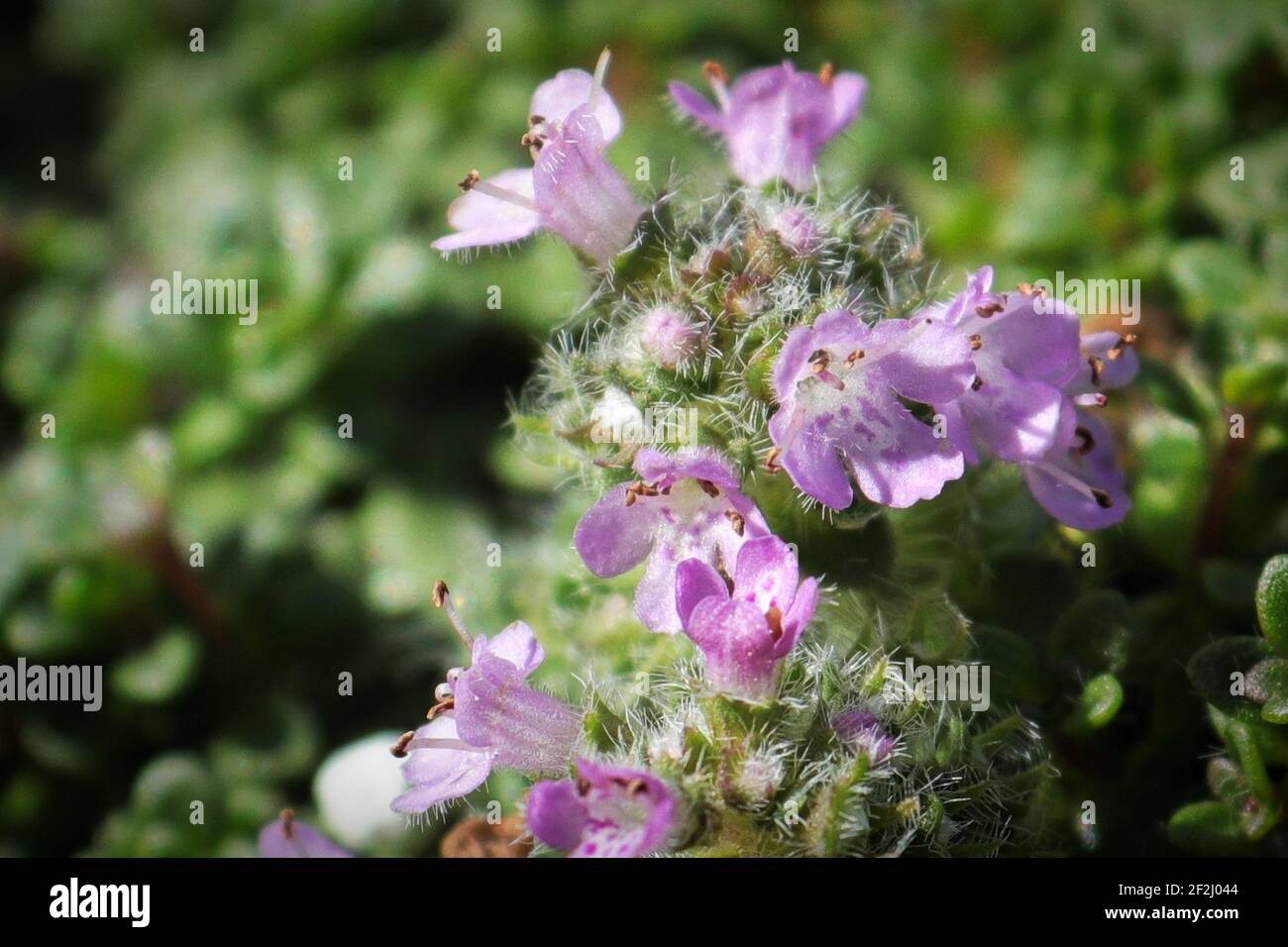Macro of elfin minature creeping thyme with flowers Stock Photo Alamy