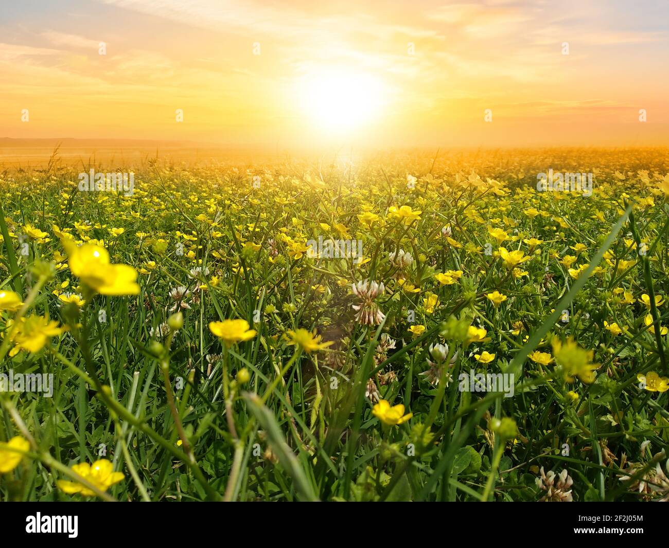 Sunrise on flower fields Stock Photo Alamy