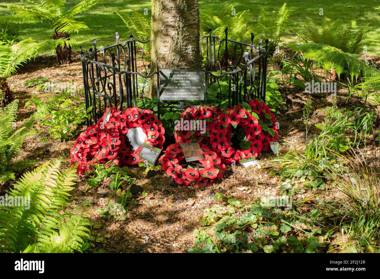 Tree planted in memory of Yvonne Fletcher, WPC shot and killed from the Libyan Embassy, St James's Square, London; surrounded by poppy wreaths Stock Photo