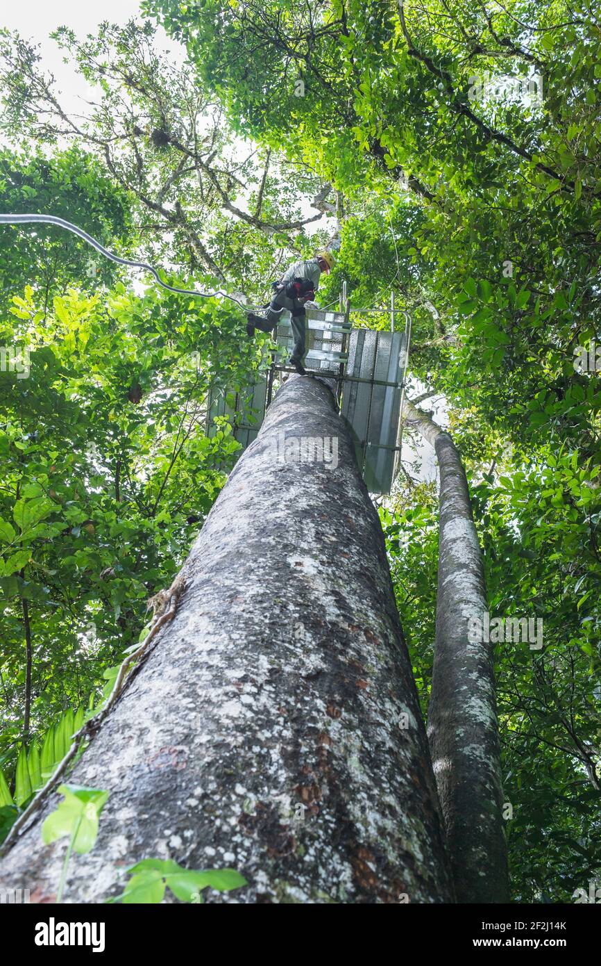 Man rappelling down tree, Costa Rica, Central America Stock Photo - Alamy