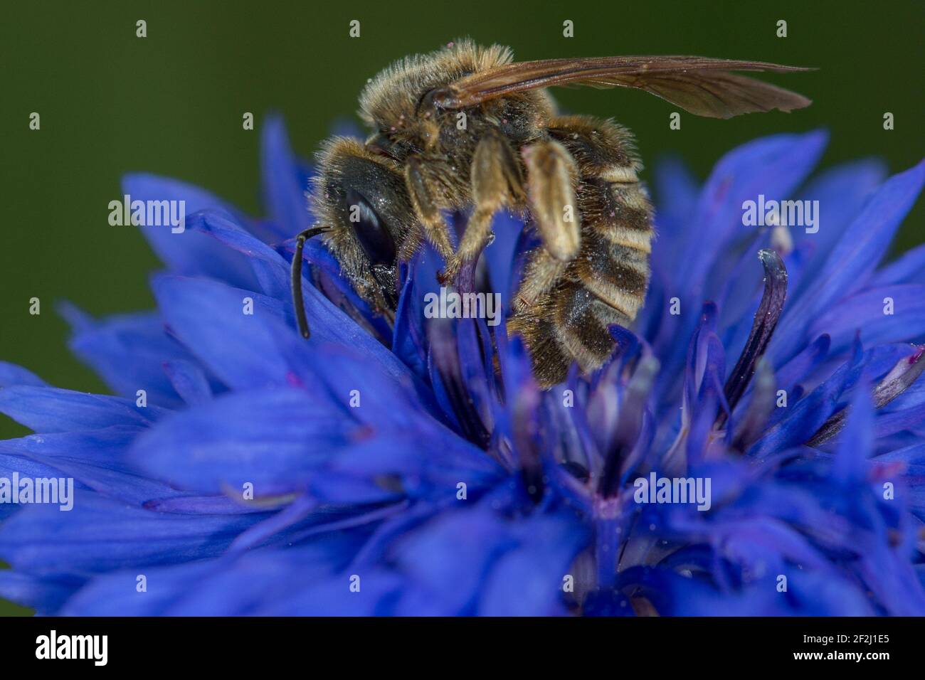 Die gelbbindige Furchenbiene sitzt auf einer Kornblume Stock Photo