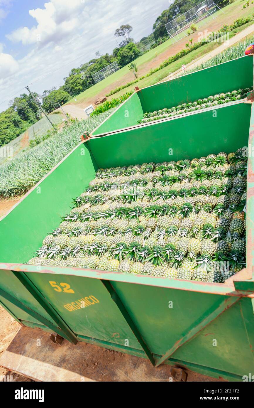 Container loaded with harvested organic pineapples, Costa Rica Stock ...