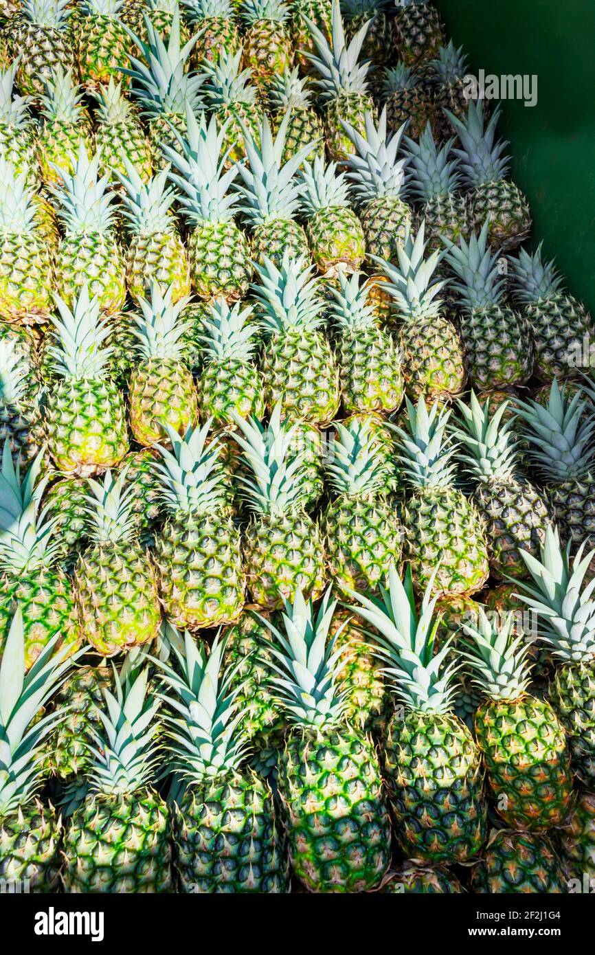 Costa rica pineapples hires stock photography and images Alamy
