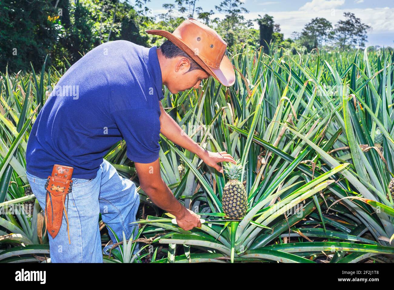 Farmer cuttting pineapple, Sarapiqui, Costa Rica, Central America Stock Photo