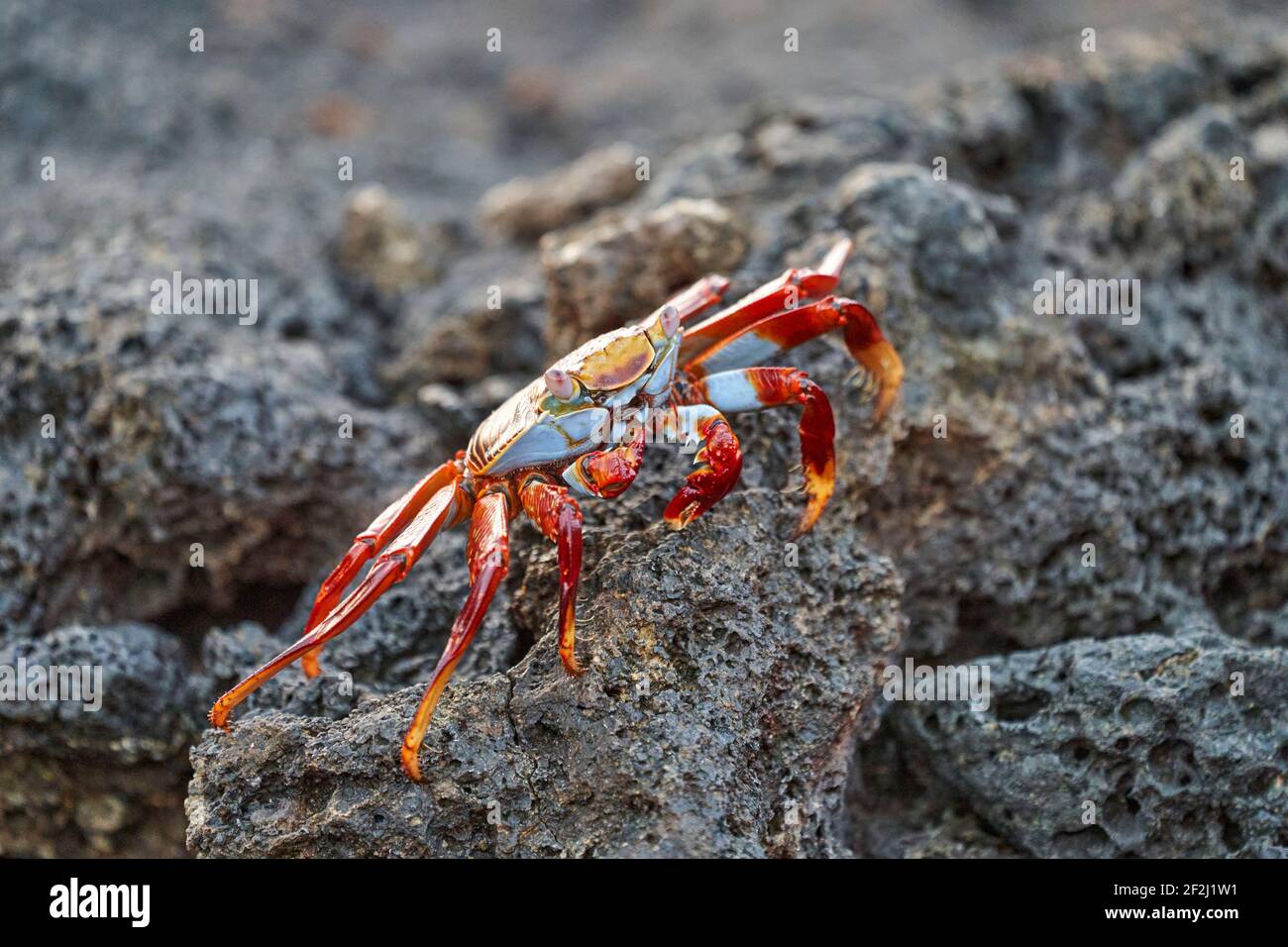 red rock crab , Grapsus grapsus, also known as Sally Lightfoot crab sitting on the lava rocks of the galapagos islands, Ecuador, South America Stock Photo