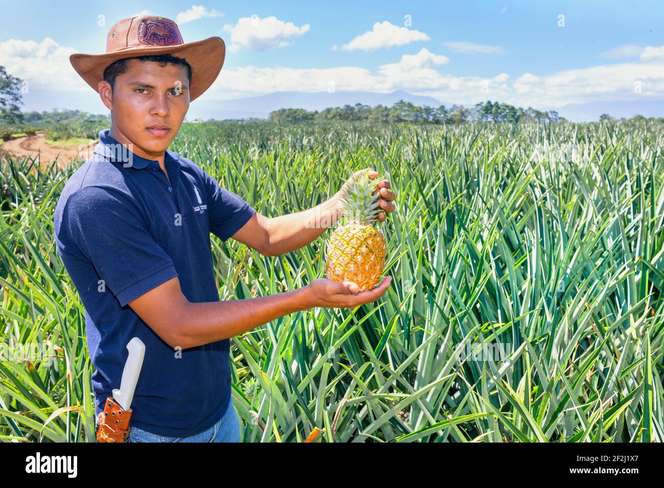 Pineapples farmer, Sarapiqui, Costa Rica, Central America Stock Photo